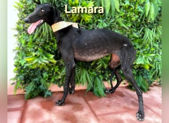 Lamara geb. 02/2025 (ESP) - sanfte und sensible Galgo Welpin!