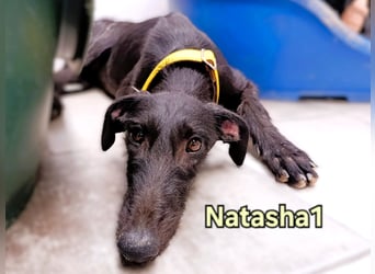 Natasha1 geb. 02/2025 (ESP) - zärtliche und freundliche, junge Galga!