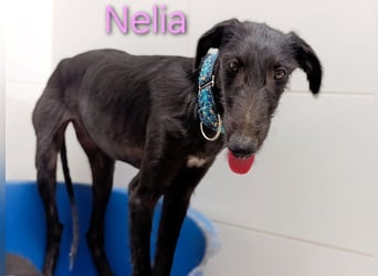 Nelia geb. 02/2025 (ESP) - liebes und fröhliches Galgo Mädchen!