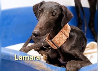 Lamara geb. 02/2025 (ESP) - sanfte und sensible Galgo Welpin!