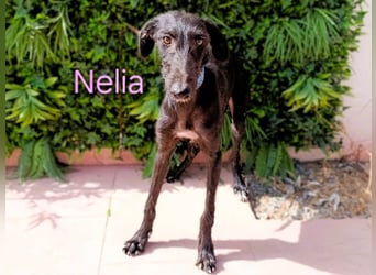 Nelia geb. 02/2025 (ESP) - liebes und fröhliches Galgo Mädchen!