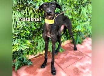 Natasha1 geb. 02/2025 (ESP) - zärtliche und freundliche, junge Galga!