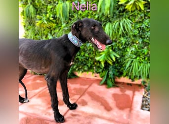 Nelia geb. 02/2025 (ESP) - liebes und fröhliches Galgo Mädchen!