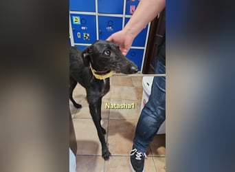 Natasha1 geb. 02/2025 (ESP) - zärtliche und freundliche, junge Galga!