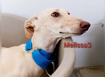 Melissa3 geb. 06/2022 (ESP) - wunderschöne, zurückhaltende Galga!