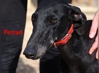 Petra4 geb. 04/2023 (ESP) - wer bringt die Augen der lieben Galga wieder zum leuchten?