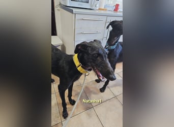 Natasha1 geb. 02/2025 (ESP) - zärtliche und freundliche, junge Galga!