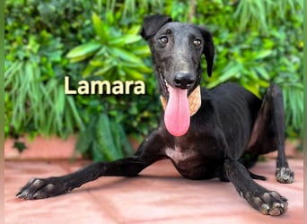 Lamara geb. 02/2025 (ESP) - sanfte und sensible Galgo Welpin!