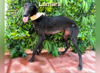 Lamara geb. 02/2025 (ESP) - sanfte und sensible Galgo Welpin!