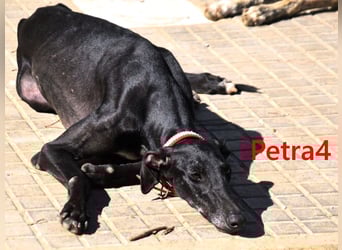 Petra4 geb. 04/2023 (ESP) - wer bringt die Augen der lieben Galga wieder zum leuchten?