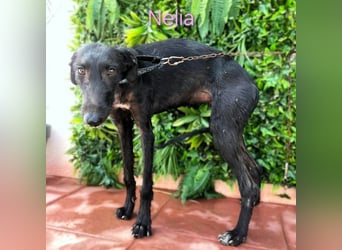Nelia geb. 02/2025 (ESP) - liebes und fröhliches Galgo Mädchen!