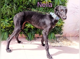 Nelia geb. 02/2025 (ESP) - liebes und fröhliches Galgo Mädchen!