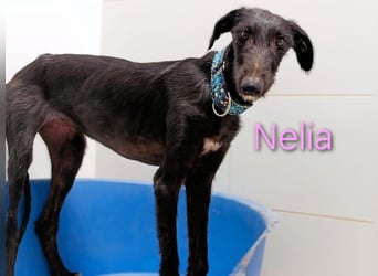Nelia geb. 02/2025 (ESP) - liebes und fröhliches Galgo Mädchen!