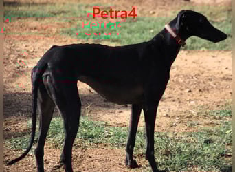 Petra4 geb. 04/2023 (ESP) - wer bringt die Augen der lieben Galga wieder zum leuchten?