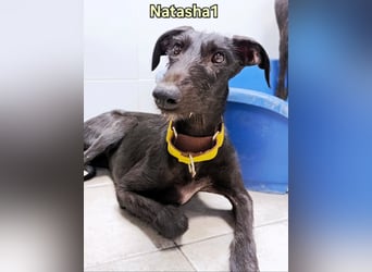 Natasha1 geb. 02/2025 (ESP) - zärtliche und freundliche, junge Galga!