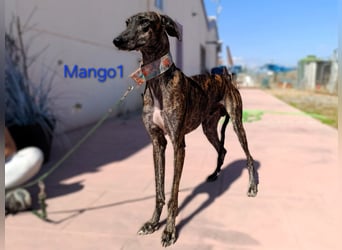 Mango1 geb. 09/2022 (ESP) - sanfter Galgo auf der Suche nach dem Glück!