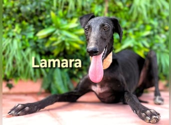 Lamara geb. 02/2025 (ESP) - sanfte und sensible Galgo Welpin!