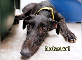 Natasha1 geb. 02/2025 (ESP) - zärtliche und freundliche, junge Galga!