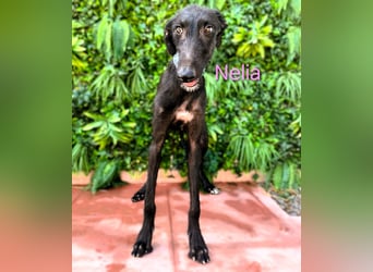 Nelia geb. 02/2025 (ESP) - liebes und fröhliches Galgo Mädchen!
