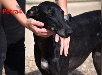 Petra4 geb. 04/2023 (ESP) - wer bringt die Augen der lieben Galga wieder zum leuchten?