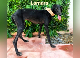 Lamara geb. 02/2025 (ESP) - sanfte und sensible Galgo Welpin!