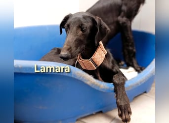Lamara geb. 02/2025 (ESP) - sanfte und sensible Galgo Welpin!