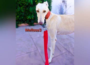 Melissa3 geb. 06/2022 (ESP) - wunderschöne, zurückhaltende Galga!