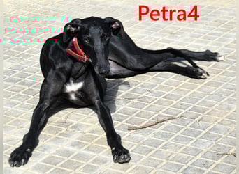 Petra4 geb. 04/2023 (ESP) - wer bringt die Augen der lieben Galga wieder zum leuchten?