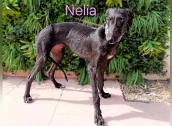 Nelia geb. 02/2025 (ESP) - liebes und fröhliches Galgo Mädchen!