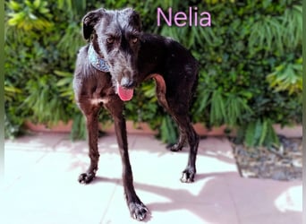 Nelia geb. 02/2025 (ESP) - liebes und fröhliches Galgo Mädchen!