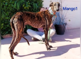Mango1 geb. 09/2022 (ESP) - sanfter Galgo auf der Suche nach dem Glück!