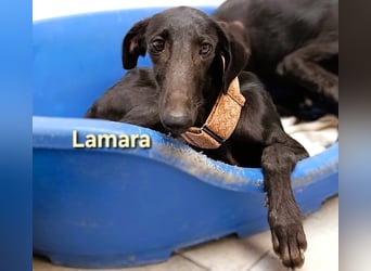 Lamara geb. 02/2025 (ESP) - sanfte und sensible Galgo Welpin!