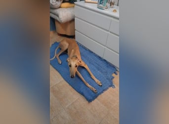 Vitto - dringend Pflegestelle gesucht