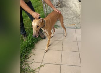 Vitto - dringend Pflegestelle gesucht