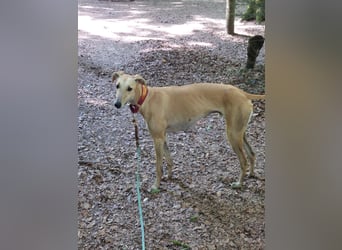 Vitto - dringend Pflegestelle gesucht