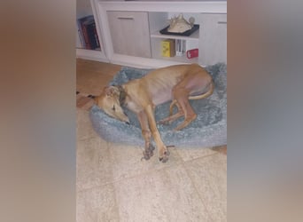 Vitto - dringend Pflegestelle gesucht