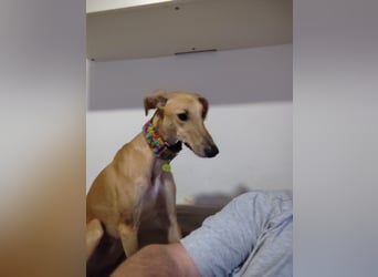 Vitto - dringend Pflegestelle gesucht