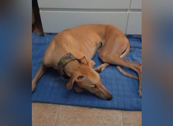 Vitto - dringend Pflegestelle gesucht