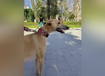 Vitto - dringend Pflegestelle gesucht