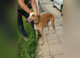 Vitto - dringend Pflegestelle gesucht