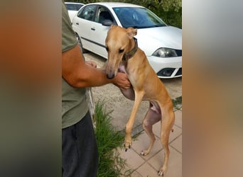 Vitto - dringend Pflegestelle gesucht