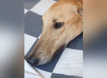 Vitto - dringend Pflegestelle gesucht