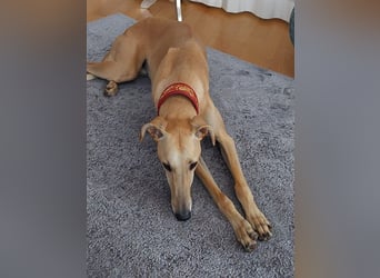Vitto - dringend Pflegestelle gesucht