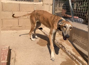 TIGER-sanfter Galgo, voller Lebensfreude und Energie, aber auch mit ruhiger Seite, verschmust, sanft