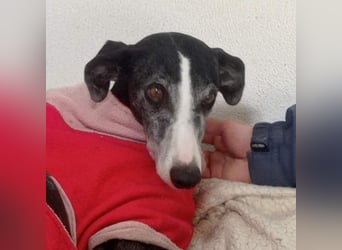 NAVARRA-schüchterne Galga auf der Suche nach Liebe und Geborgenheit