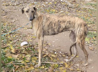 Süße CARIOCA-wartet sehnsüchtig auf ihr liebevolles Für-immer-Zuhause