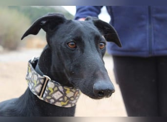 LUCERO-süsser, sanfter, lieber Galgo, offen, menschenbezogen sucht sein liebevolles Zuhause