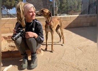 Wundervoller FITO-verspielt, menschschnfreundlich will endlich ein liebevolles Für-immer-Zuhause