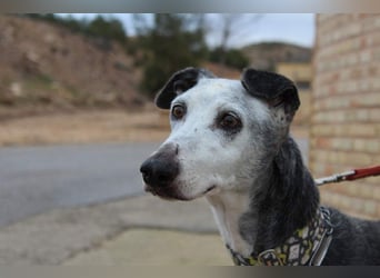 Wunderschöne PRIMERA-sanft, menschenbezogen, sozial, ruhig, angenehm wartet auf ihre 2. Chance