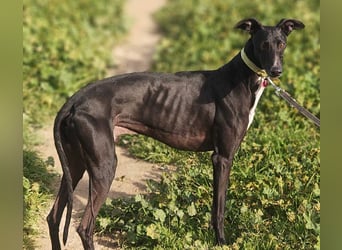 FABIO-schwarze Schönheit mit seelenvollem Blick sucht liebevolles Für-immer-Zuhause